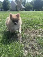 Adrian, a male Pomeranian for sale in Centreville, MD – 3 of 9