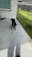 Kuro, a male German Shepherd Dog for sale in Houston, TX – 5 of 7