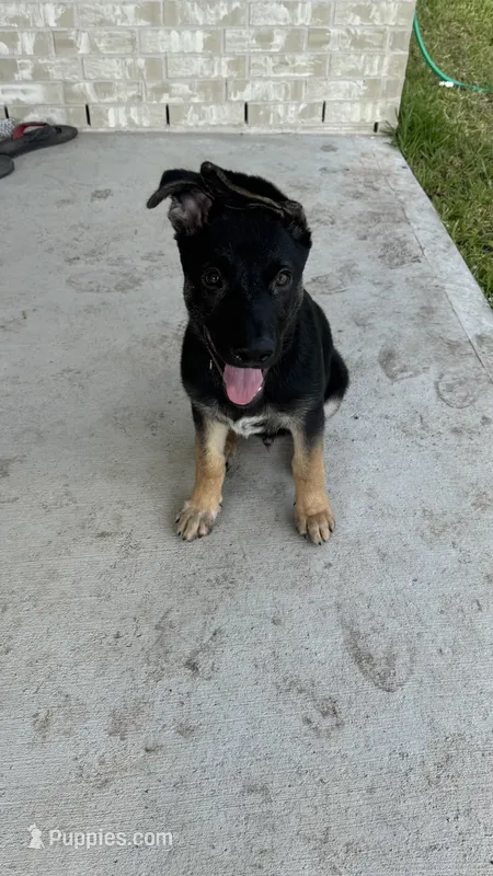 Kuro – German Shepherd Dog puppy for sale in Houston, TX