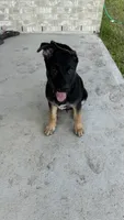 Kuro, a male German Shepherd Dog for sale in Houston, TX – 1 of 7