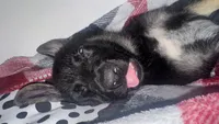 Kuro, a male German Shepherd Dog for sale in Houston, TX – 3 of 7