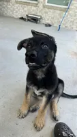 Kuro, a male German Shepherd Dog for sale in Houston, TX – 7 of 7