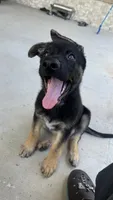 Kuro, a male German Shepherd Dog for sale in Houston, TX – 2 of 7
