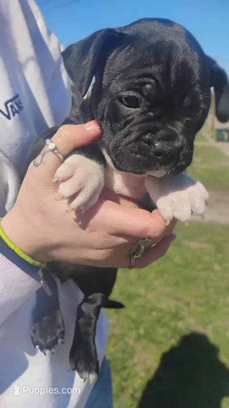 ?, a male French Bulldog for sale in Dayton, OH – Photo 1 of 1