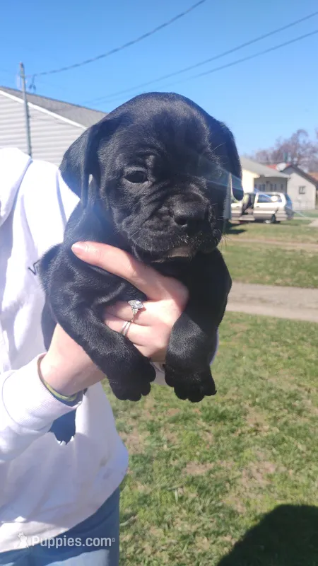 ? – French Bulldog puppy for sale in Dayton, OH