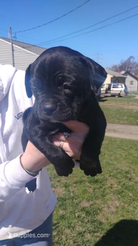 ? – French Bulldog puppy for sale in Dayton, OH