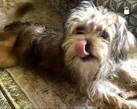 Max, a male Yorkipoo for sale in Lodi, CA – 2 of 2