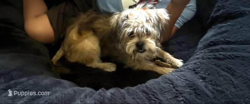 Max – Yorkipoo puppy for sale in Lodi, CA
