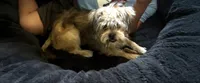 Max, a male Yorkipoo for sale in Lodi, CA – 1 of 2