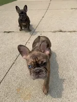 Milo, a male French Bulldog for sale in Chicago, IL – 2 of 5
