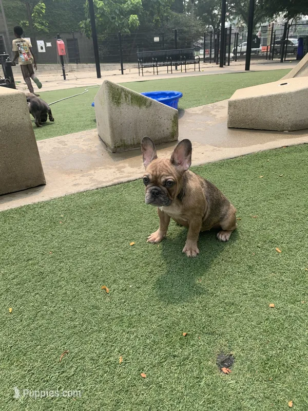 Princess – French Bulldog puppy for sale in Chicago, IL