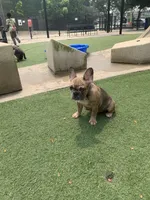 Princess, a female French Bulldog for sale in Chicago, IL – 1 of 1