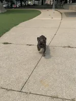 Milo, a male French Bulldog for sale in Chicago, IL – 3 of 5