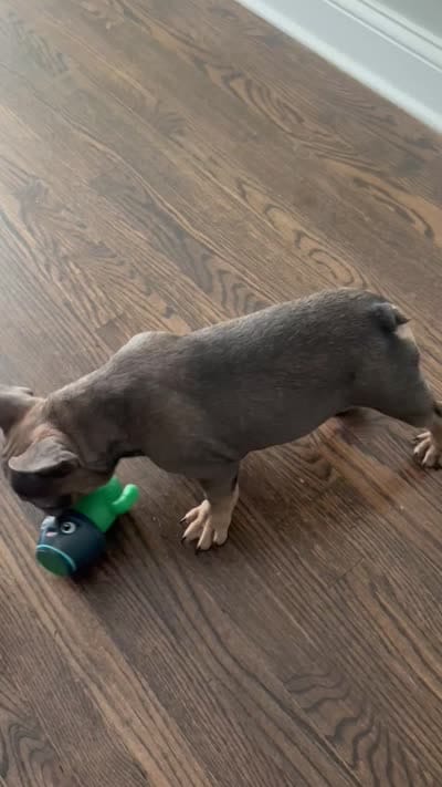 Milo, a male French Bulldog for sale in Chicago, IL – 5 of 5