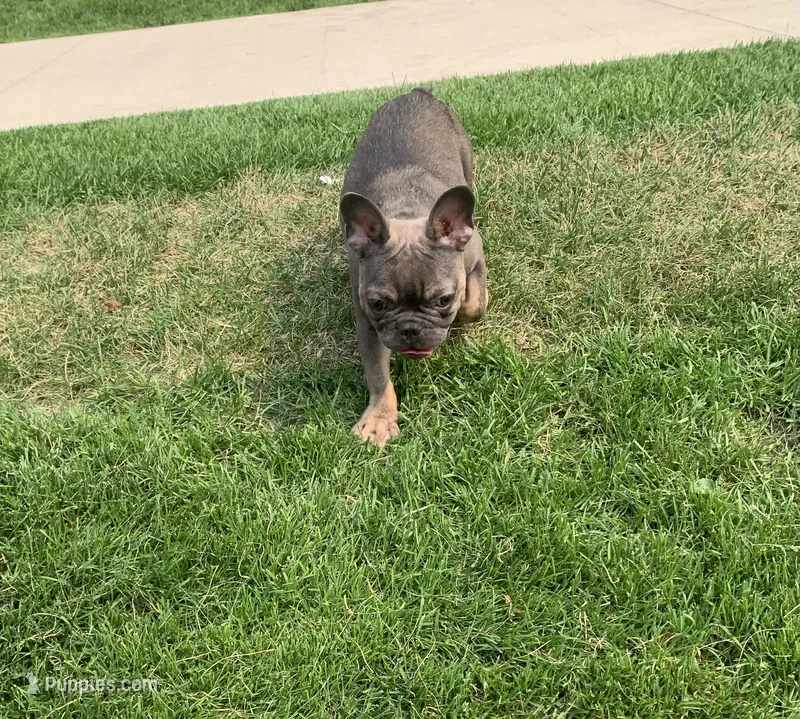 Milo – French Bulldog puppy for sale in Chicago, IL