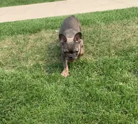 Milo, a male French Bulldog for sale in Chicago, IL – 1 of 5