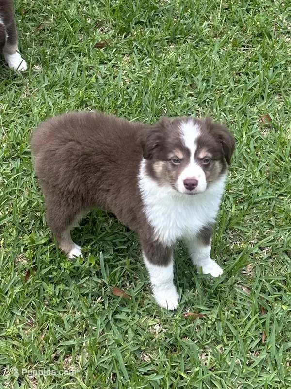 Alize – Miniature Australian Shepherd puppy for sale in Gulfport, MS