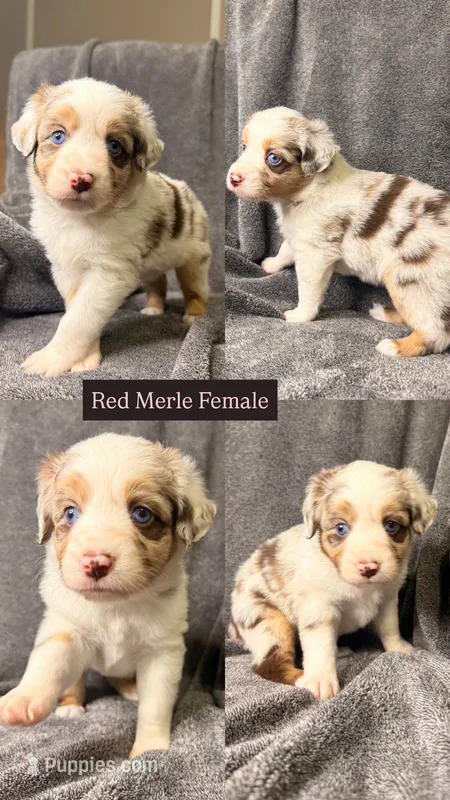 Cognac – Miniature Australian Shepherd puppy for sale in Gulfport, MS