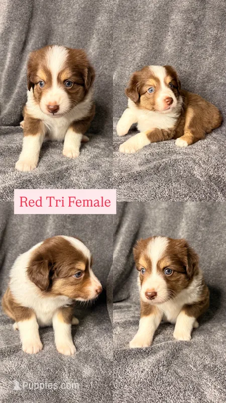 Alize – Miniature Australian Shepherd puppy for sale in Gulfport, MS