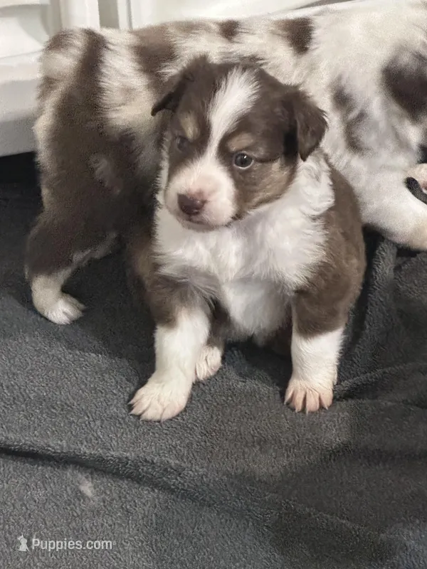 Alize, a female Miniature Australian Shepherd for sale in Gulfport, MS – Photo 1 of 9