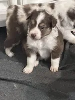 Alize, a female Miniature Australian Shepherd for sale in Gulfport, MS – Photo 1 of 9