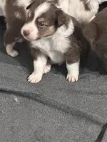 Alize, a female Miniature Australian Shepherd for sale in Gulfport, MS – Photo 9 of 9