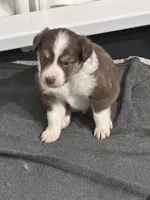 Alize, a female Miniature Australian Shepherd for sale in Gulfport, MS – Photo 7 of 9