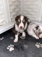 Alize, a female Miniature Australian Shepherd for sale in Gulfport, MS – Photo 5 of 9