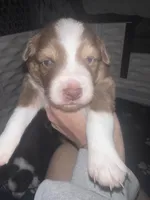 Alize, a female Miniature Australian Shepherd for sale in Gulfport, MS – Photo 3 of 9