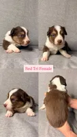 Alize, a female Miniature Australian Shepherd for sale in Gulfport, MS – Photo 2 of 9