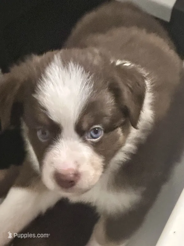 Bourbon  – Miniature Australian Shepherd puppy for sale in Gulfport, MS