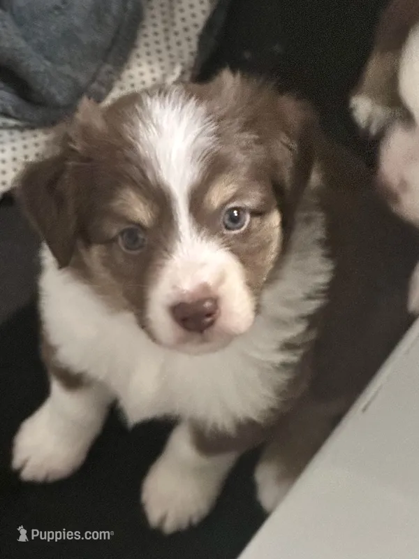 Alize – Miniature Australian Shepherd puppy for sale in Gulfport, MS