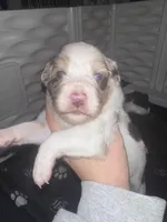 Cognac, a female Miniature Australian Shepherd for sale in Gulfport, MS – Photo 8 of 10