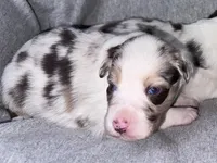 Cognac, a female Miniature Australian Shepherd for sale in Gulfport, MS – Photo 5 of 10