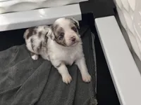 Cognac, a female Miniature Australian Shepherd for sale in Gulfport, MS – Photo 9 of 10