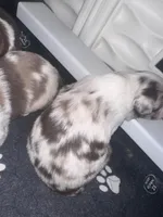 Cognac, a female Miniature Australian Shepherd for sale in Gulfport, MS – Photo 6 of 10
