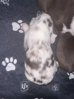 Cognac, a female Miniature Australian Shepherd for sale in Gulfport, MS – Photo 7 of 10