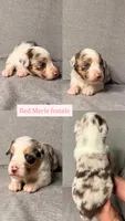 Cognac, a female Miniature Australian Shepherd for sale in Gulfport, MS – Photo 2 of 10