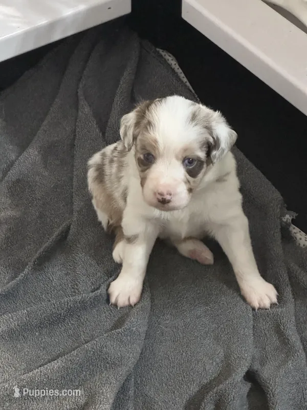 Cognac, a female Miniature Australian Shepherd for sale in Gulfport, MS – Photo 1 of 10