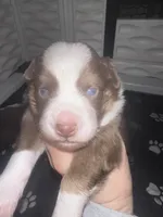 Bourbon , a male Miniature Australian Shepherd for sale in Gulfport, MS – Photo 5 of 8