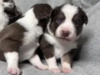 Bourbon , a male Miniature Australian Shepherd for sale in Gulfport, MS – Photo 4 of 8