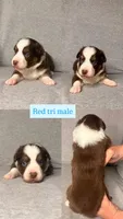 Bourbon , a male Miniature Australian Shepherd for sale in Gulfport, MS – Photo 2 of 8