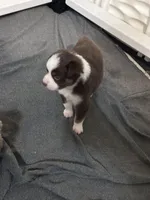 Bourbon , a male Miniature Australian Shepherd for sale in Gulfport, MS – Photo 7 of 8