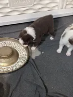 Bourbon , a male Miniature Australian Shepherd for sale in Gulfport, MS – Photo 8 of 8