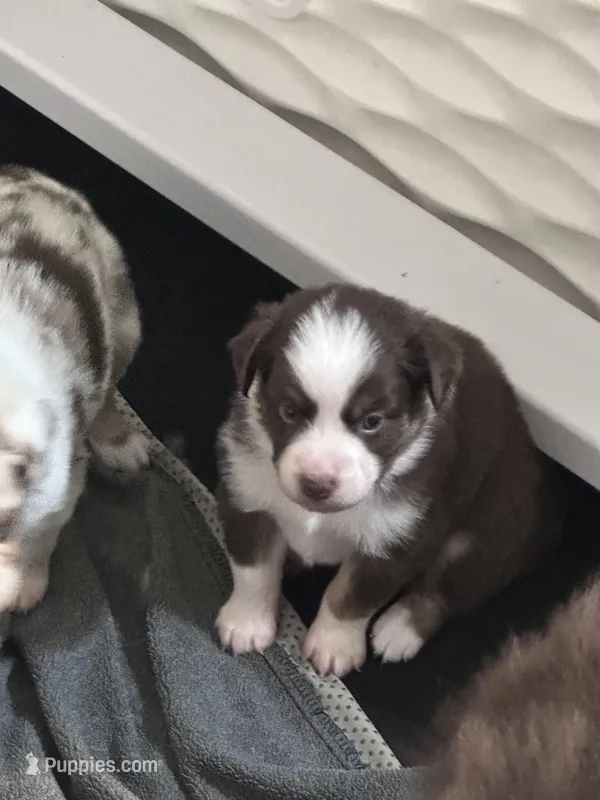 Bourbon , a male Miniature Australian Shepherd for sale in Gulfport, MS – Photo 1 of 8