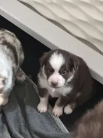 Bourbon , a male Miniature Australian Shepherd for sale in Gulfport, MS – Photo 1 of 8