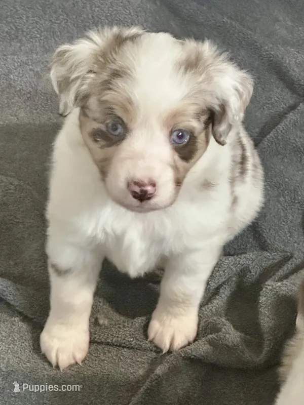 Cognac – Miniature Australian Shepherd puppy for sale in Gulfport, MS