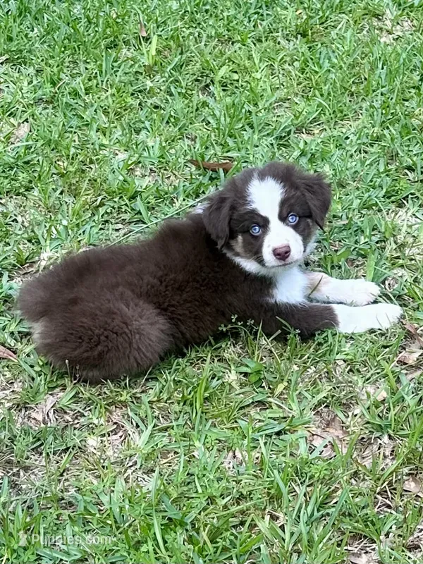Bourbon  – Miniature Australian Shepherd puppy for sale in Gulfport, MS