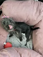 Coco Puff, a female Shorkie for sale in Dacula, GA – 2 of 3