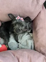 Coco Puff, a female Shorkie for sale in Dacula, GA – 1 of 3